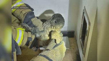 Sowa utknęła w kominie – na pomoc ruszyli strażacy