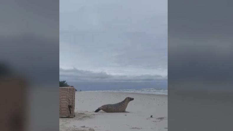 Młoda foka szara z powrotem na wolności