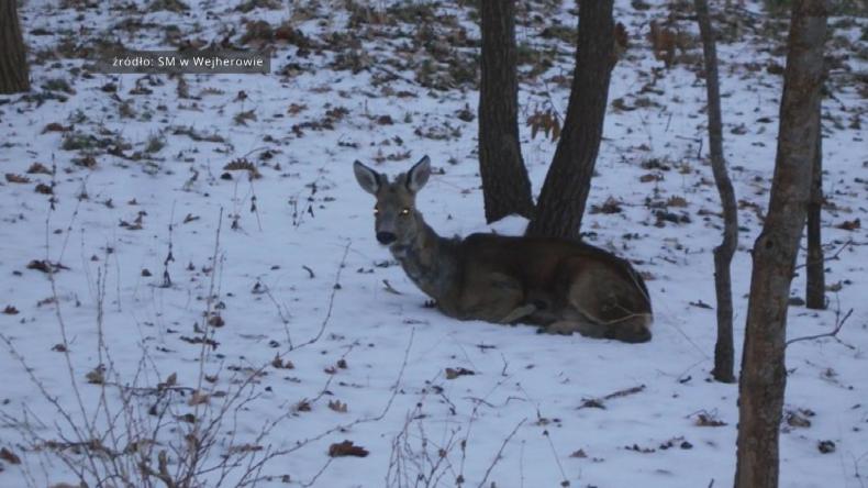 Sarny uciekają do miasta przed wilkami