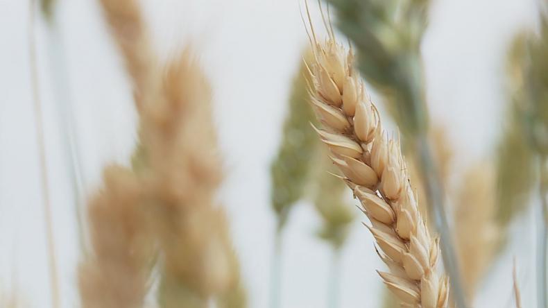 Susza pustoszy tegoroczne zbiory