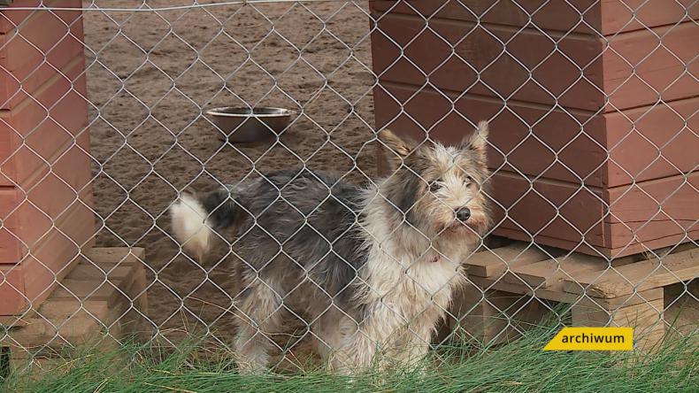 Młodzi strażacy ponownie ruszyli ze wsparciem dla schroniska