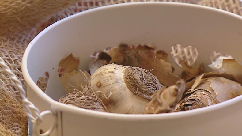 Hospicjum zaprasza do wspólnego sadzenia żonkili