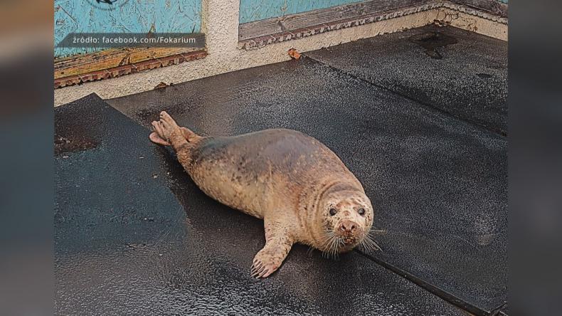 Pierwsza w tym roku pacjentka Ośrodka Rehabilitacji Fok w Helu