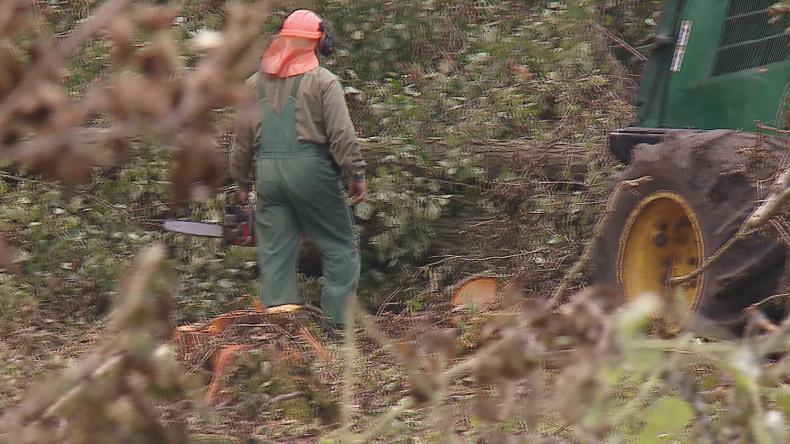 Mieszkańcy Biebrowa nie chcą wycinki drzew