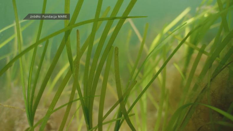 Ruszył projekt rewildingu w Zatoce Puckiej