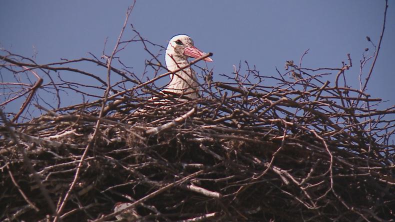 Komu w tym roku bociany przyniosą „niespodziankę”?