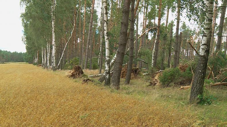 Powalone drzewa, przewrócone rusztowanie – to efekty burzy