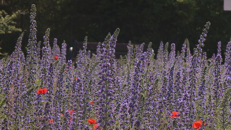 Stawiają na bioróżnorodność w mieście