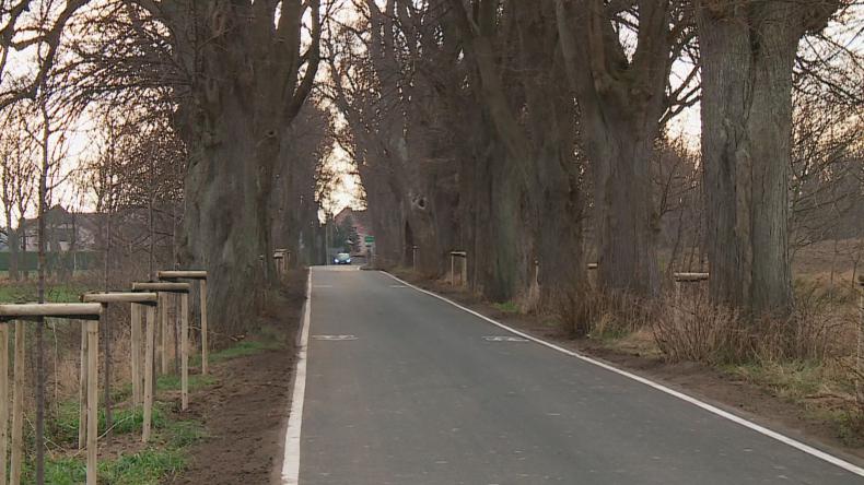 Chcą uratować zabytkową aleję