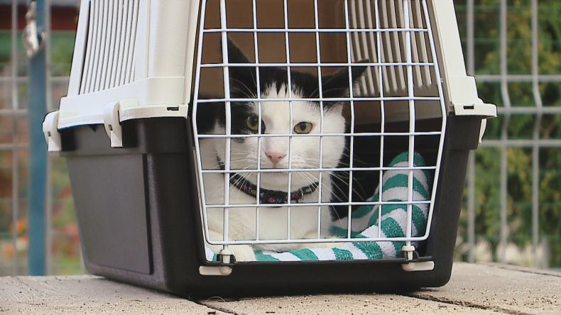 Prawie 300 psów czeka na adopcje, po wakacjach pełne schroniska