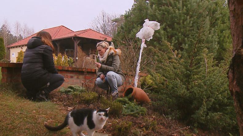 Przygotowanie róży do zimy