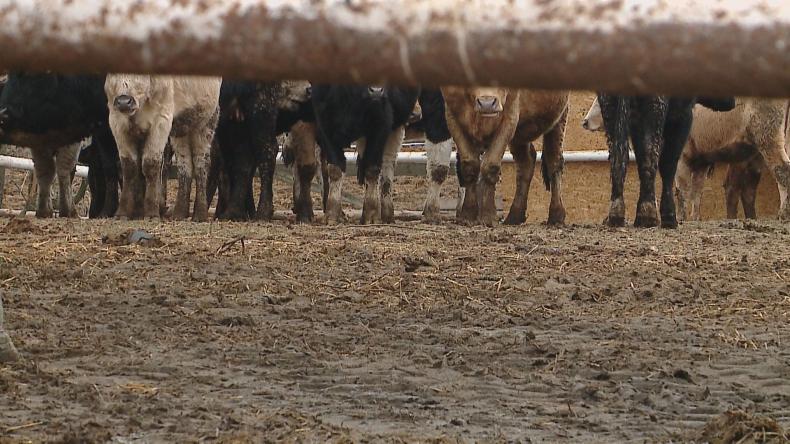 Zwierzęta z interwencji dobrzeją w Rogatym Ranczu