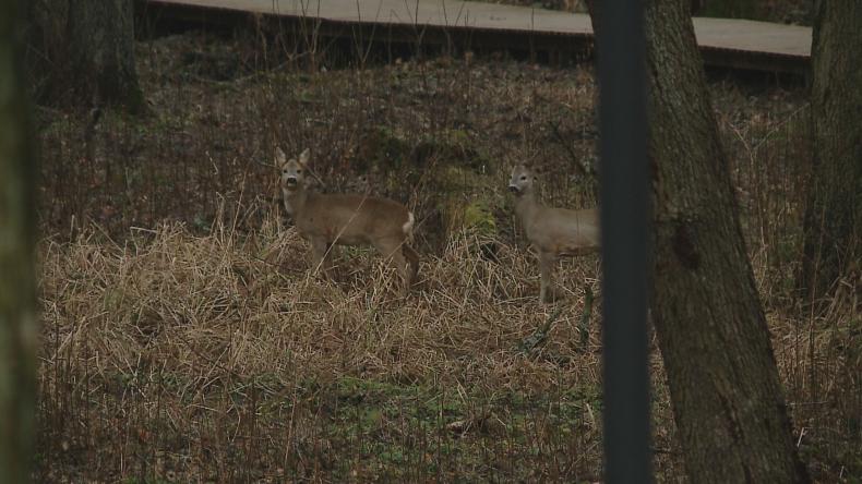 Kierowco, uważaj na zwierzynę