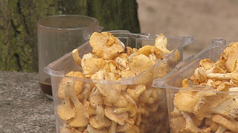 Rarytasy lasu w sprzedaży. Grzybów u nas jak na lekarstwo