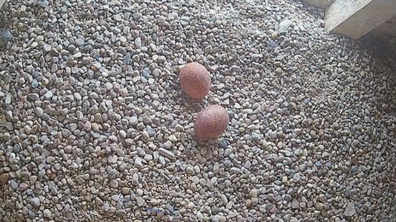 Pierwsze jaja w redzkim gnieździe sokołów