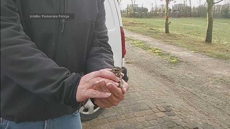 Przywrócili wolność 280 ptakom