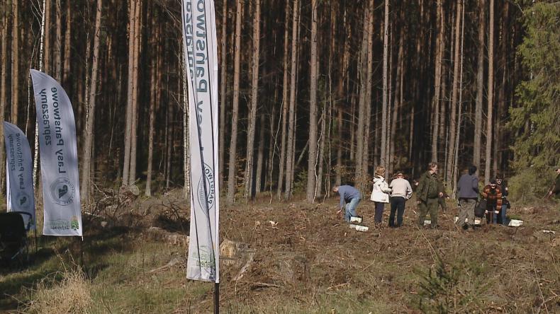 Sadzenie lasu w leśnictwie Orle