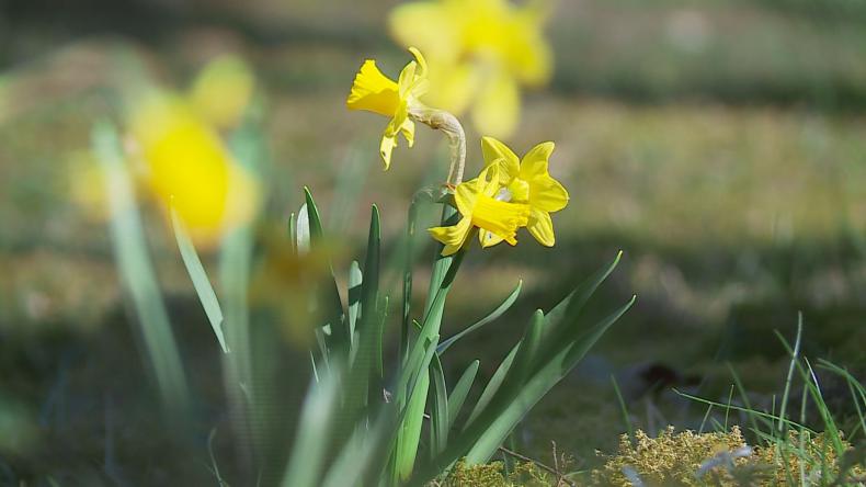 Akcja "Żonkile" ku pamięci poległym