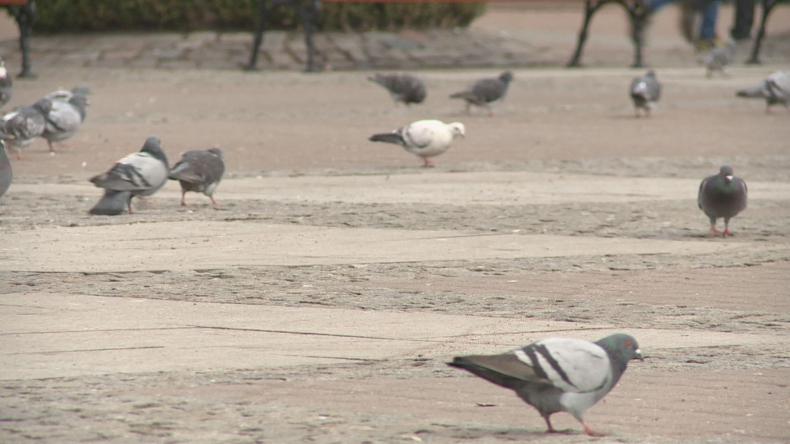 Nie karmią gołębi tylko zaśmiecają Plac J. Wejhera. SM grozi mandatami