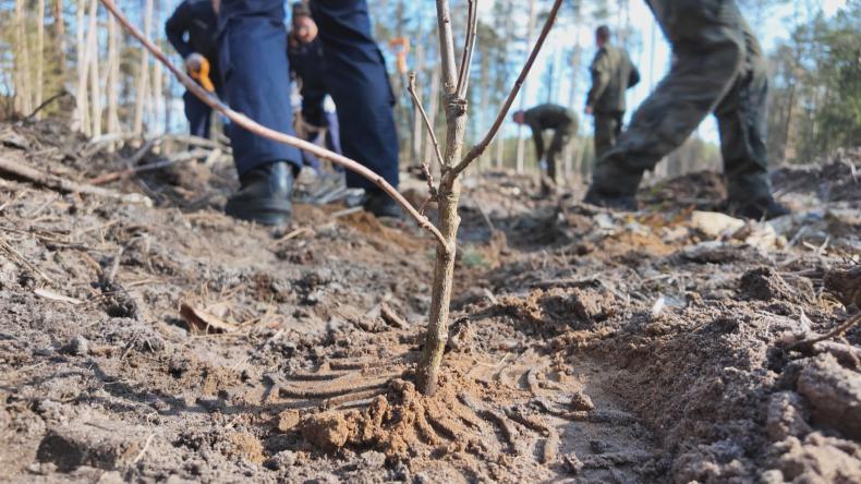 Wspólnie posadzili nowy las