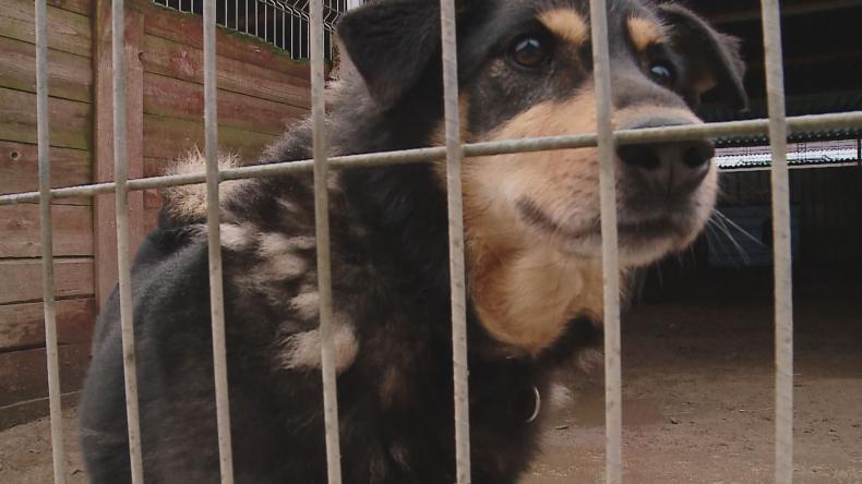 Pomóż zwierzakom przetrwać zimę