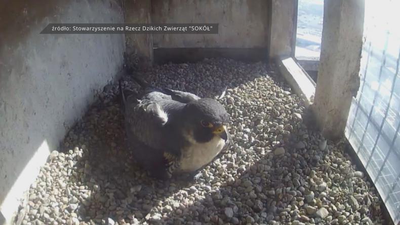 Czas nazwać mieszkankę redzkiego gniazda