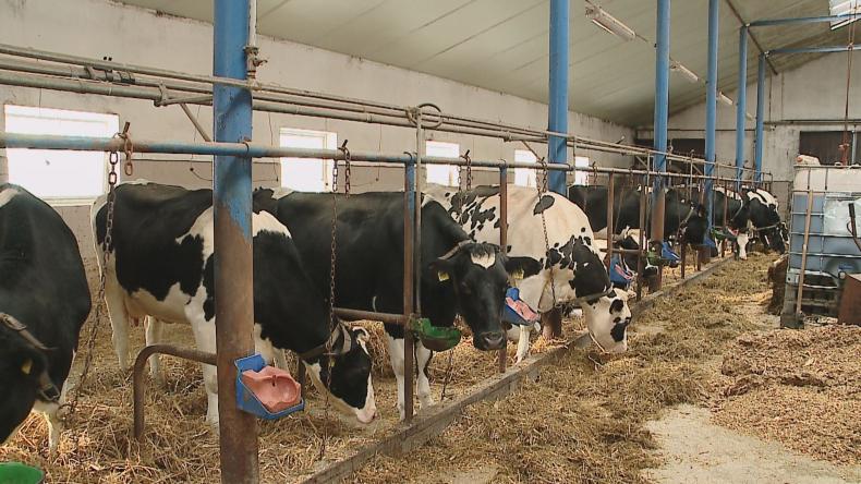 Niskie ceny mleka i trzody chlewnej dobijają rolników