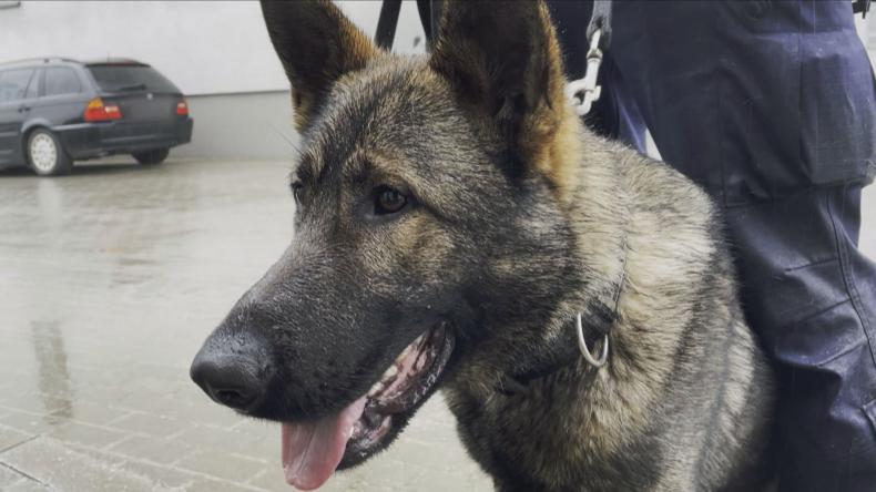 Wierny przyjaciel i dzielny kompan na służbie