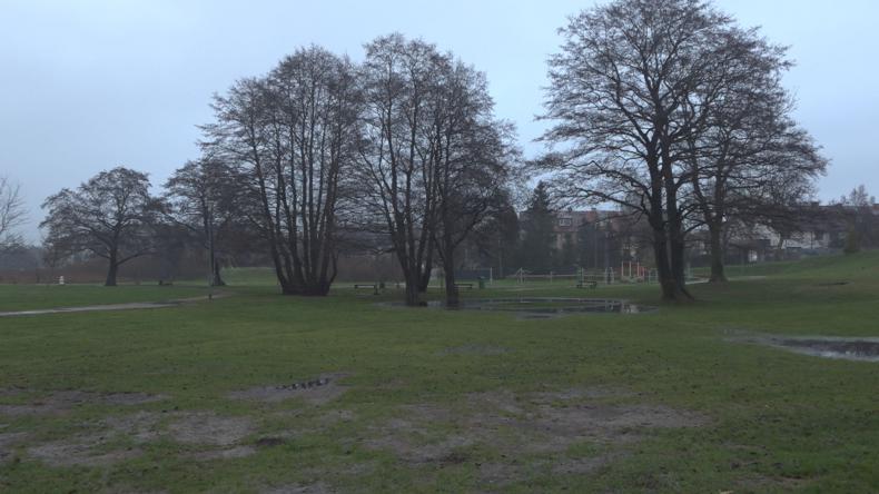 Nowe pomniki przyrody w Redzie