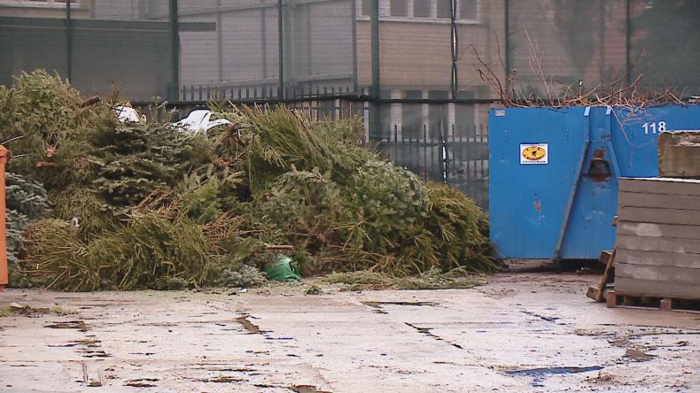 Poświąteczny recykling choinkowy