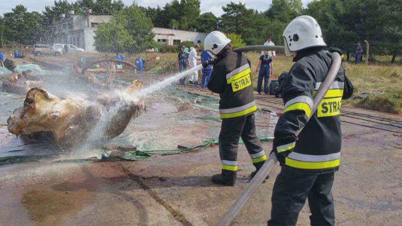 Koniec sekcji wieloryba