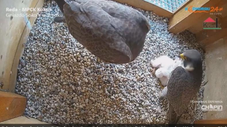 Wybierz imię dla sokolich piskląt