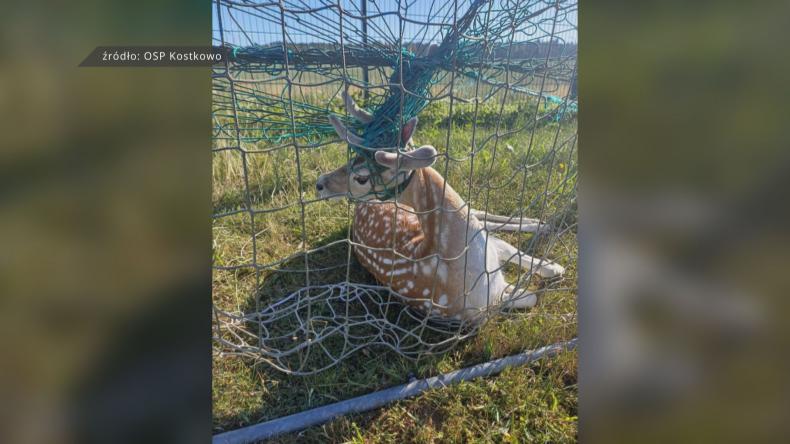 Daniel uwięziony w siatce