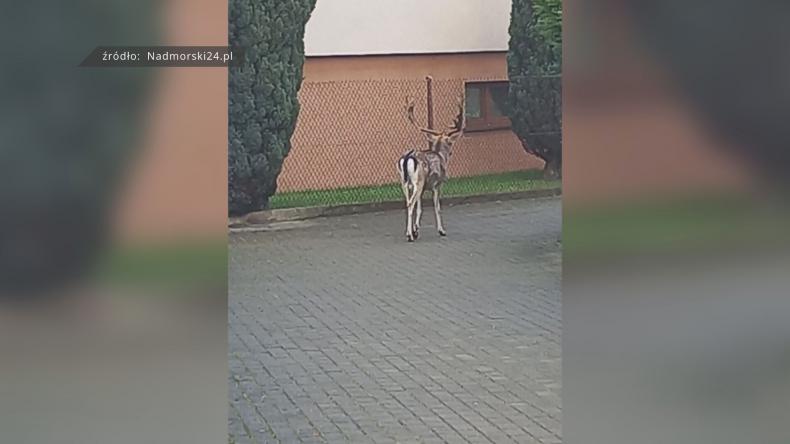 Nietypowy spacerowicz na ulicach Wejherowa