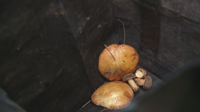 Rozpoczął się sezon dla grzybiarzy