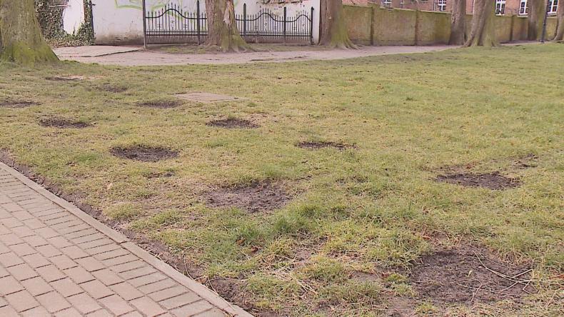 100 drzewek na 100-lecie