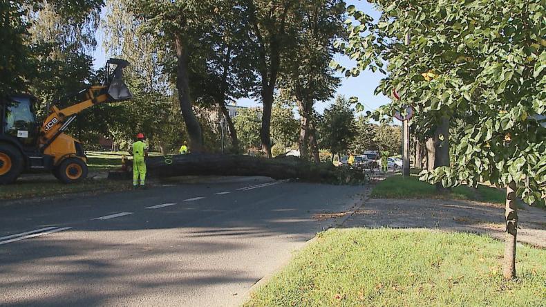 Znikają drzewa z ul. 12 Marca