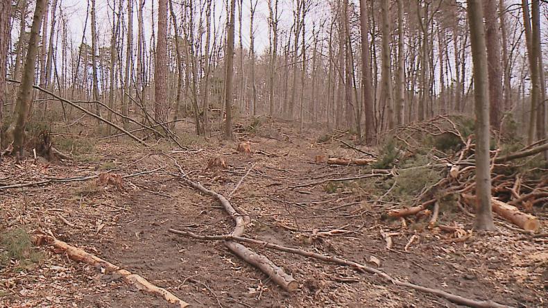 Wycinka drzew niepokoi mieszkańców