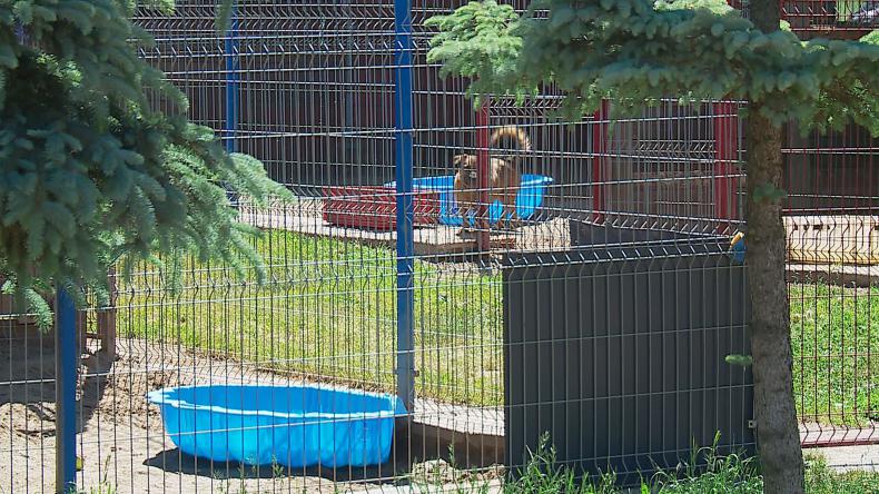 Podaruj „basenik” zwierzakom ze schroniska